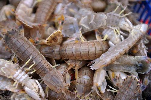 皮皮虾大爆料怎么做视频,揭秘视频制作全攻略 第1张 皮皮虾大爆料怎么做视频,揭秘视频制作全攻略 第1张